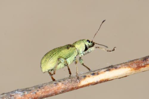 Réf. 255 947 : Pachyrhinus lethierryi